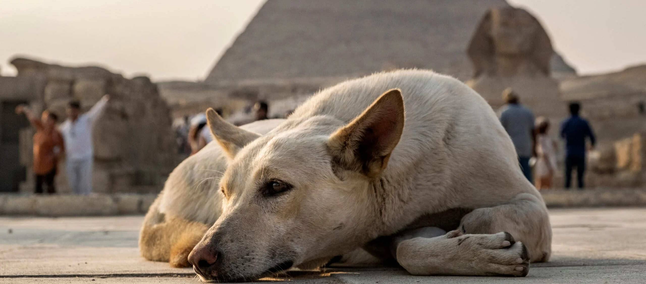 Inécia Tours lanza una iniciativa para apoyar a los animales abandonados en sitios arqueológicos