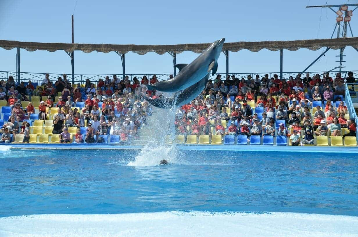 Espectáculo de delfines en Sharm El-sheij